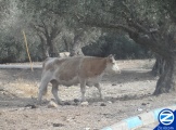00000131-cow-amongst-olive-trees-amuka.jpg