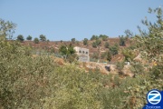 00001507-olive-trees-under-kever-rebbe-yehuda.jpg